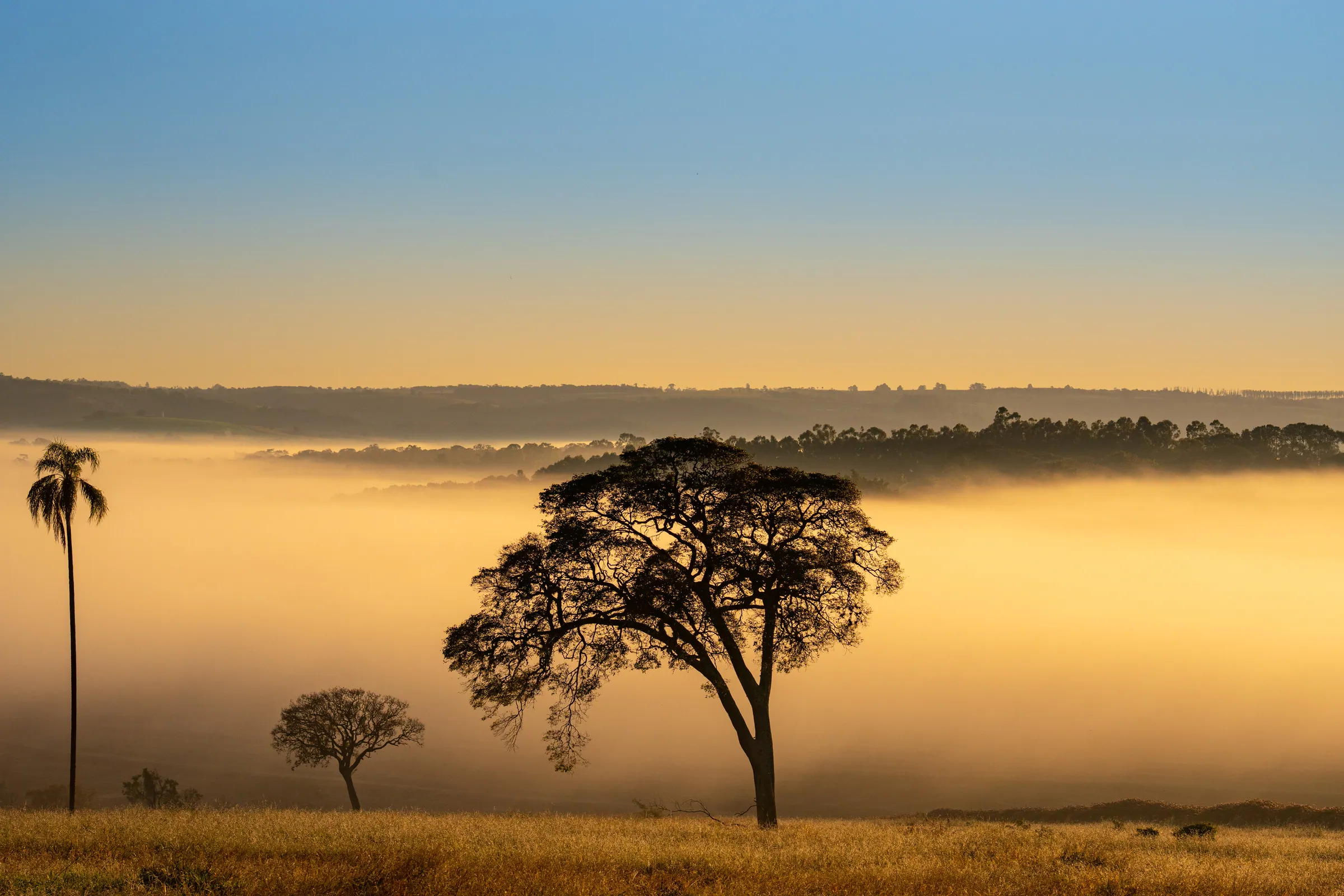 Árvores em silhueta sobre a neblina dourada do amanhecer no Brisas Avaré