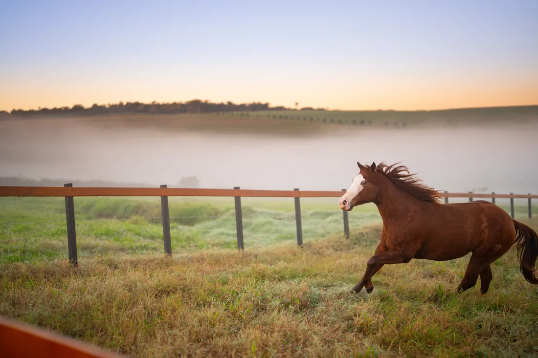Cavalo galopando no piquete com a neblina ao fundo