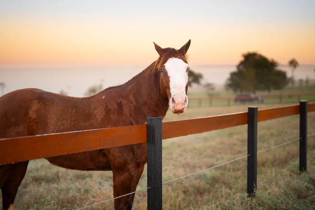 Cavalo de cara branca olhando por cima da cerca de madeira