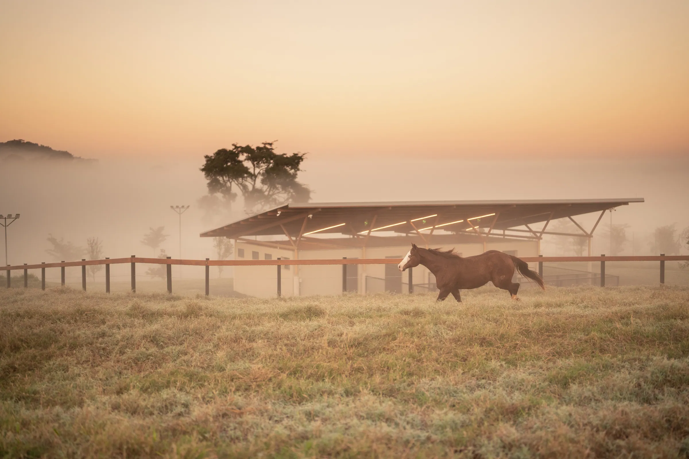 Cavalo galopando na neblina do amanhecer, com as baias da hípica ao fundo