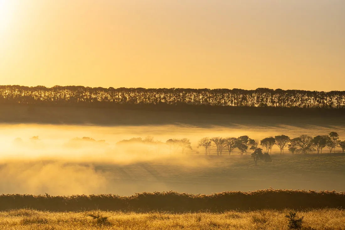 Faixa de neblina dourada sobre o campo ao amanhecer
